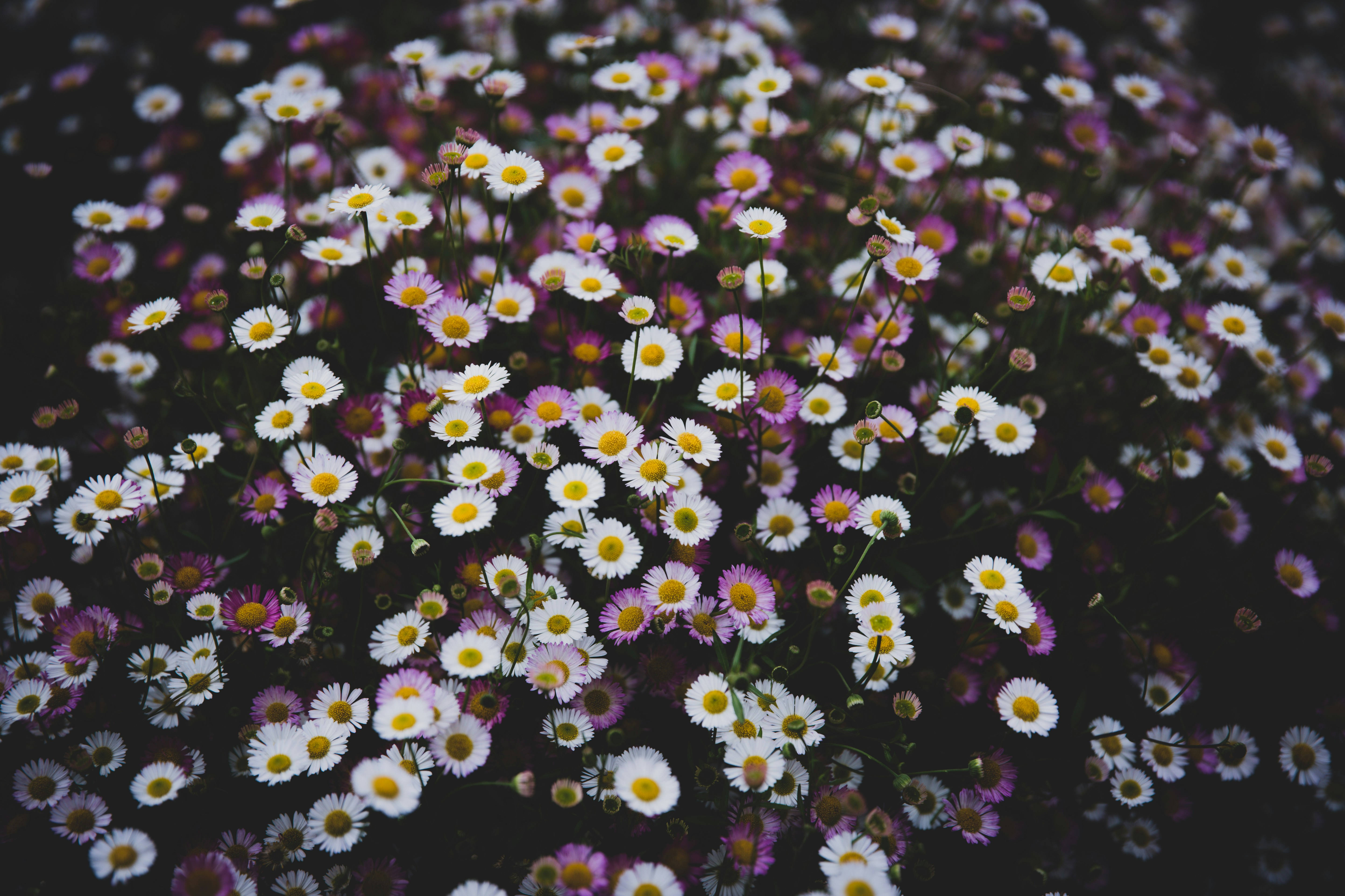 Photo by blackprojection