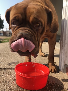 A dog drinking water from a portable travel bowl during a hiking trip.
