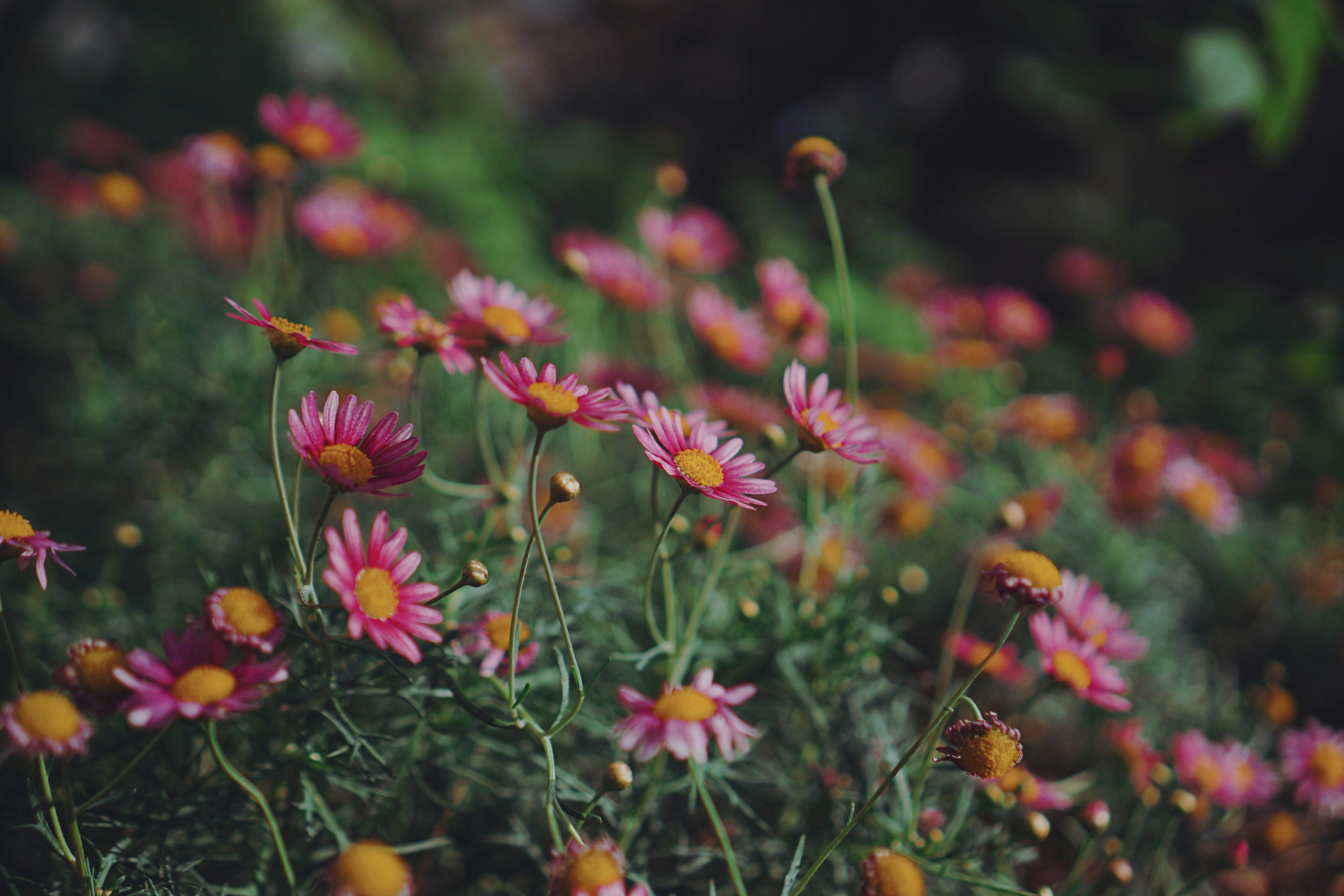 Photo by liaoweimeifang