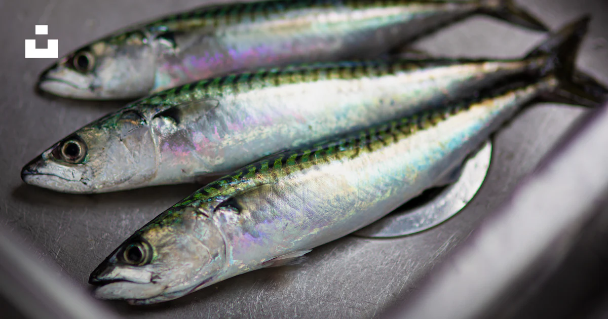 Foto Foto de foco raso de peixes na superfĆcie de aƧo inoxidĆ”vel ...
