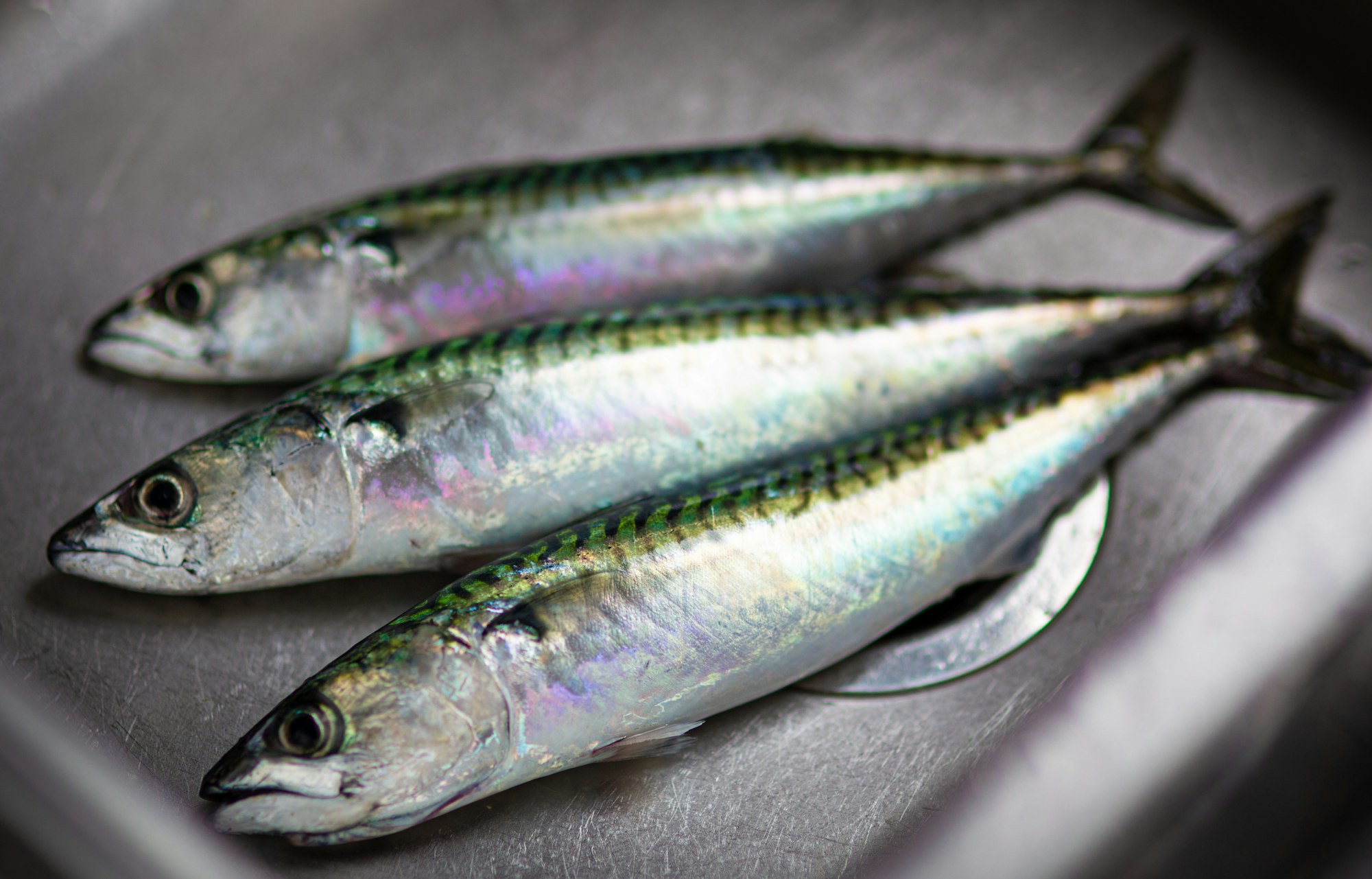 Mackerel freshly caught. 
Steel coloured fish in a stainless steel sink.