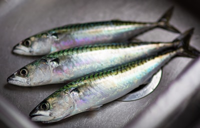Atlantic Mackerel