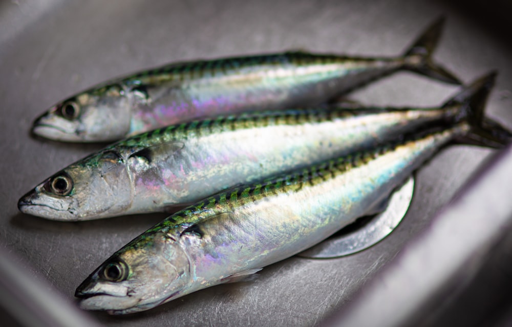 shallow focus photo of fish on stainless steel surface