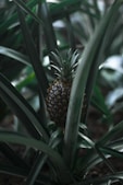 pineapple fruit
