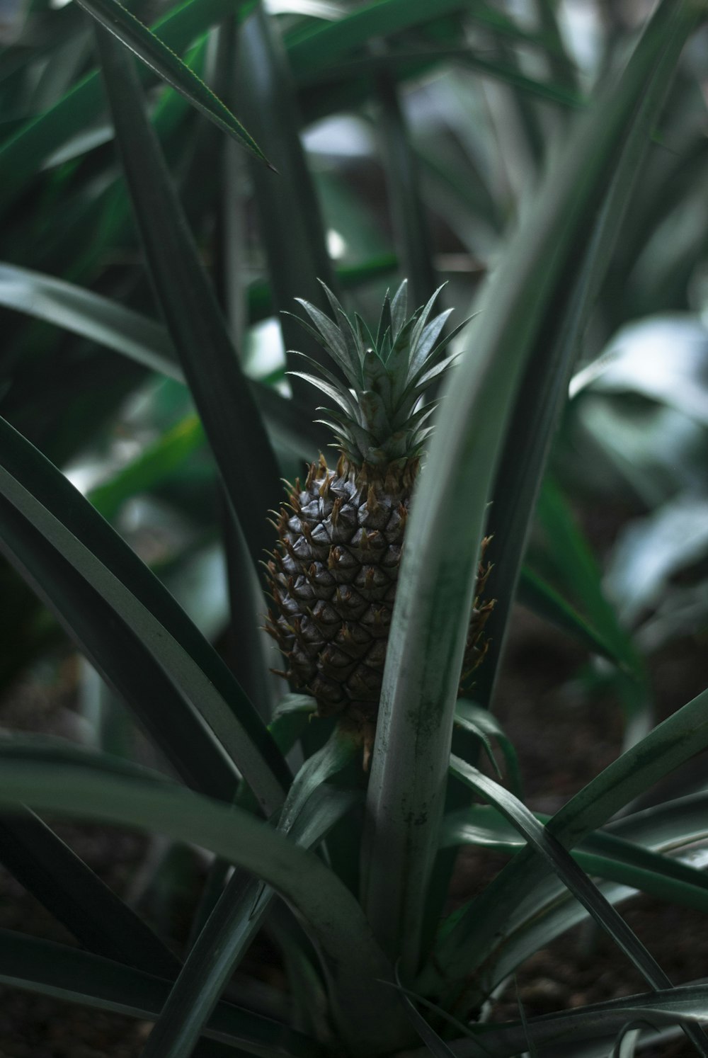 pineapple fruit