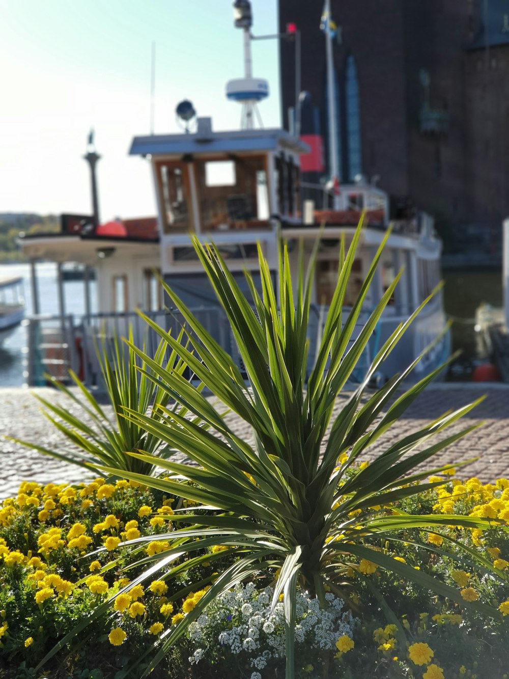 yellow flowers in bloom