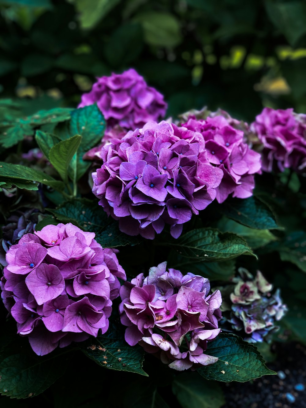 purple petaled flowers