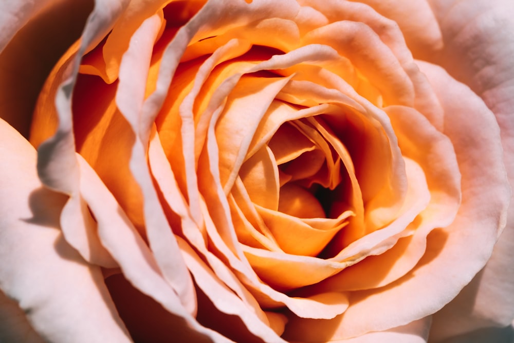 pink flower macro photography