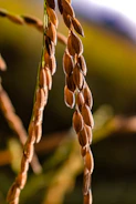 A rustic sack spilling golden brown rice grains on a wooden surface.
