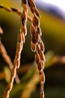Close-up of golden puffed rice grains piled in a rustic basket.