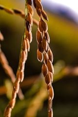 Close-up view of a cluster of ripe brown rice grains hanging from their stalks against a blurred green and blue background. The sunlight highlights the texture and color of the grains, giving them a warm, golden tone.