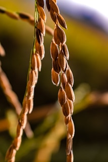 Close-up view of a cluster of ripe brown rice grains hanging from their stalks against a blurred green and blue background. The sunlight highlights the texture and color of the grains, giving them a warm, golden tone.