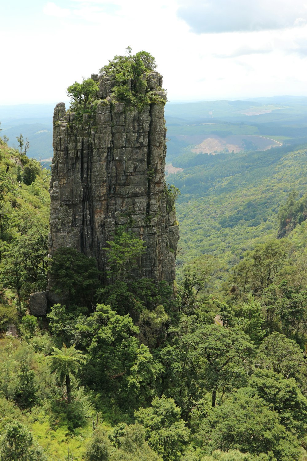 trees beside cliff during daytime