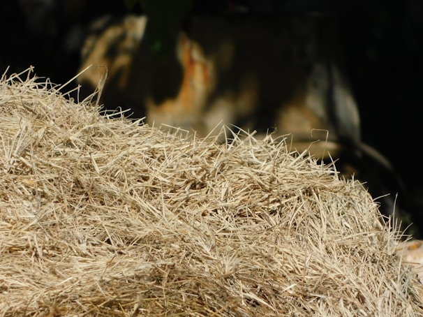 Brown compressed hay cubes arranged on a natural fiber mat