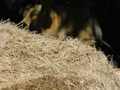 A close-up view of a dense pile of dry hay, with a blurred background suggesting natural outdoor surroundings. The hay fibers are tightly packed and vary in shades of tan and light brown, providing a textured appearance.