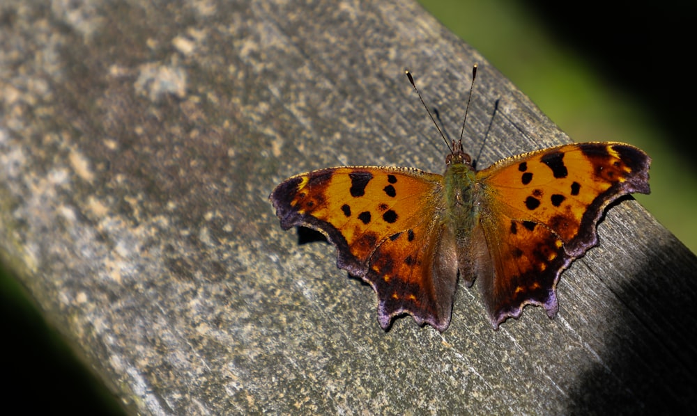 orange butterfly on grey wood