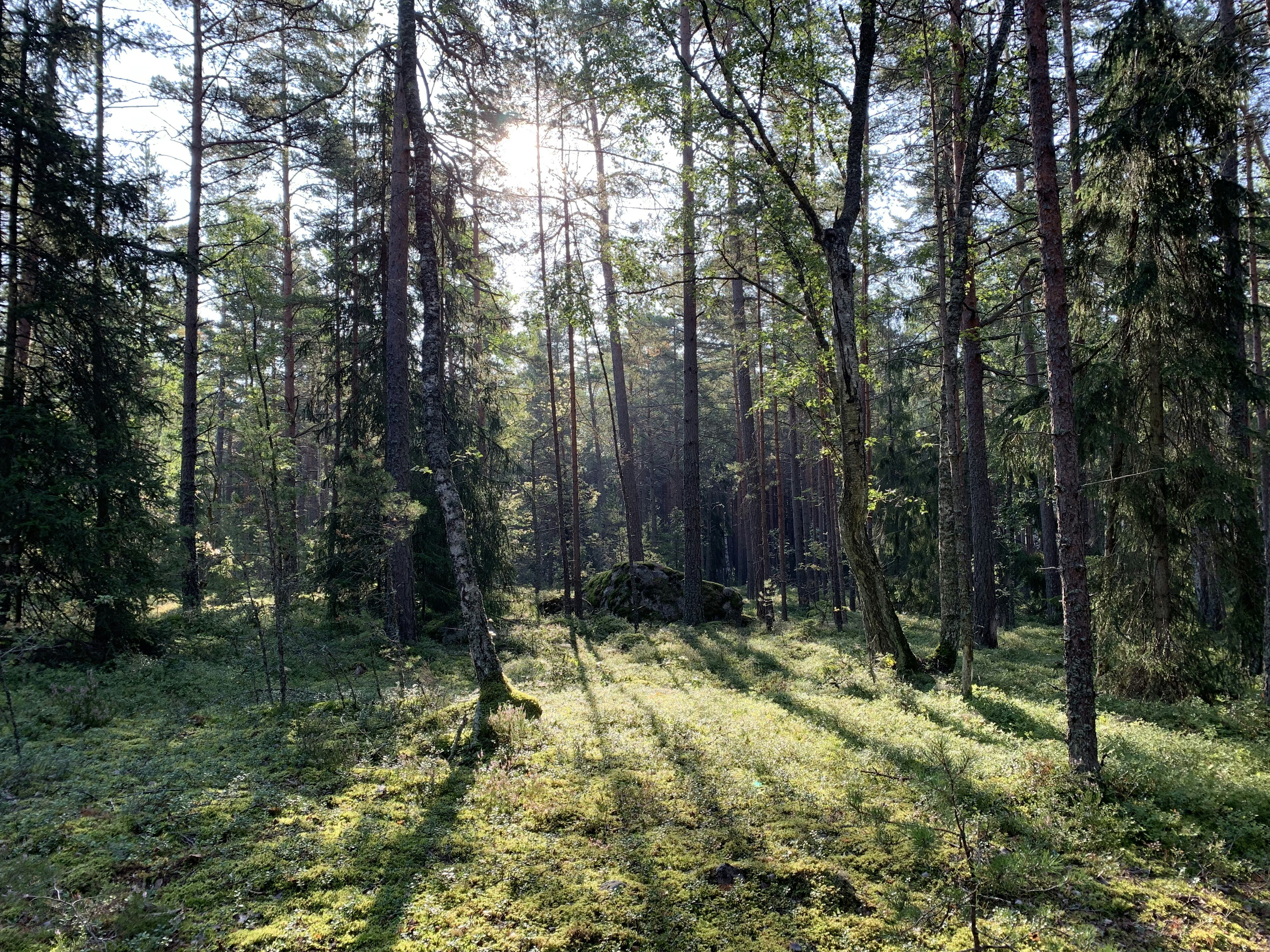 Restoring Lost Ecosystems (image credits: unsplash)