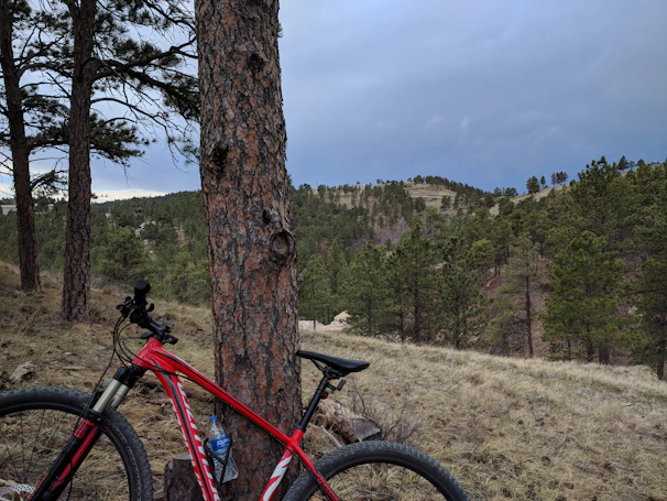 A vibrant mountain bike resting against a tree in a lush forest trail.