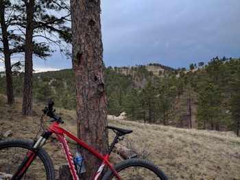 A red mountain bike leaning against a tree in a forested landscape. The area is lush with green pine trees scattered across rolling hills under a cloudy sky. The ground is covered in dry grass and pine needles.