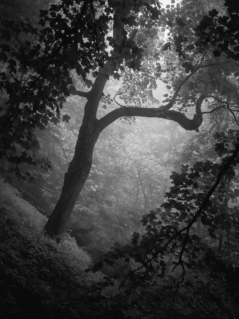 fotografia in scala di grigi di alberi