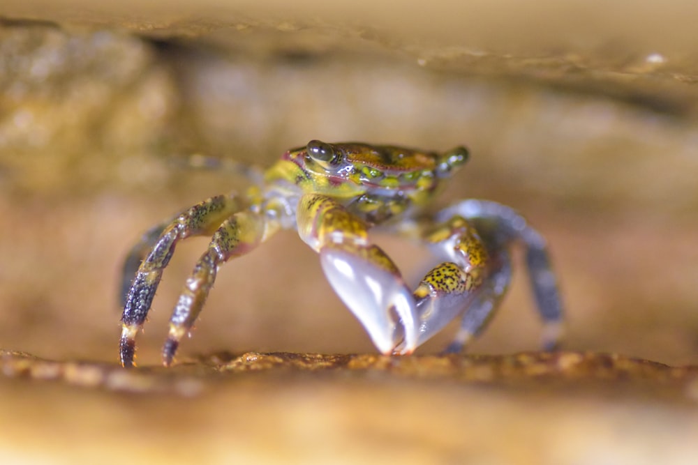 yellow and gray crab