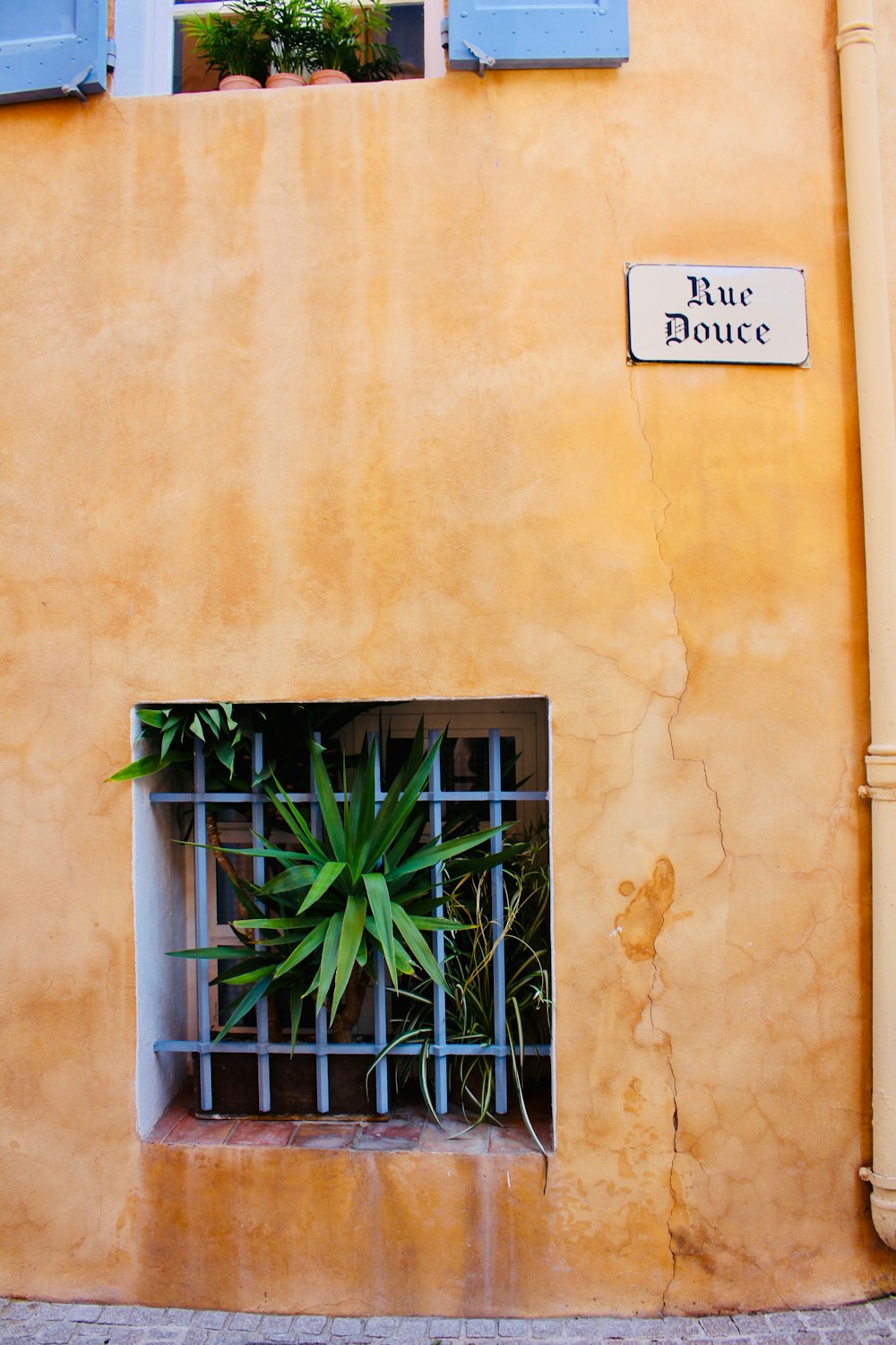 green-leafed plant on yellow painted house