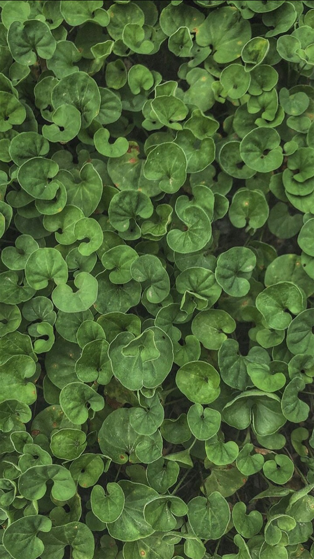 green leafed plant