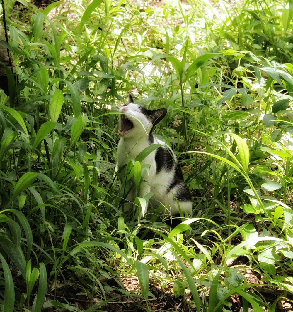 white and black cat beside green grass