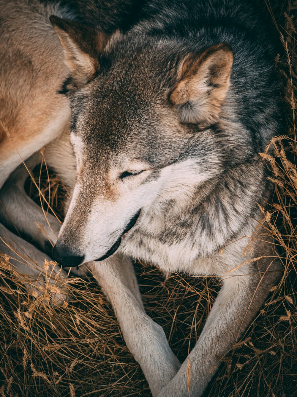 gray wolf photo