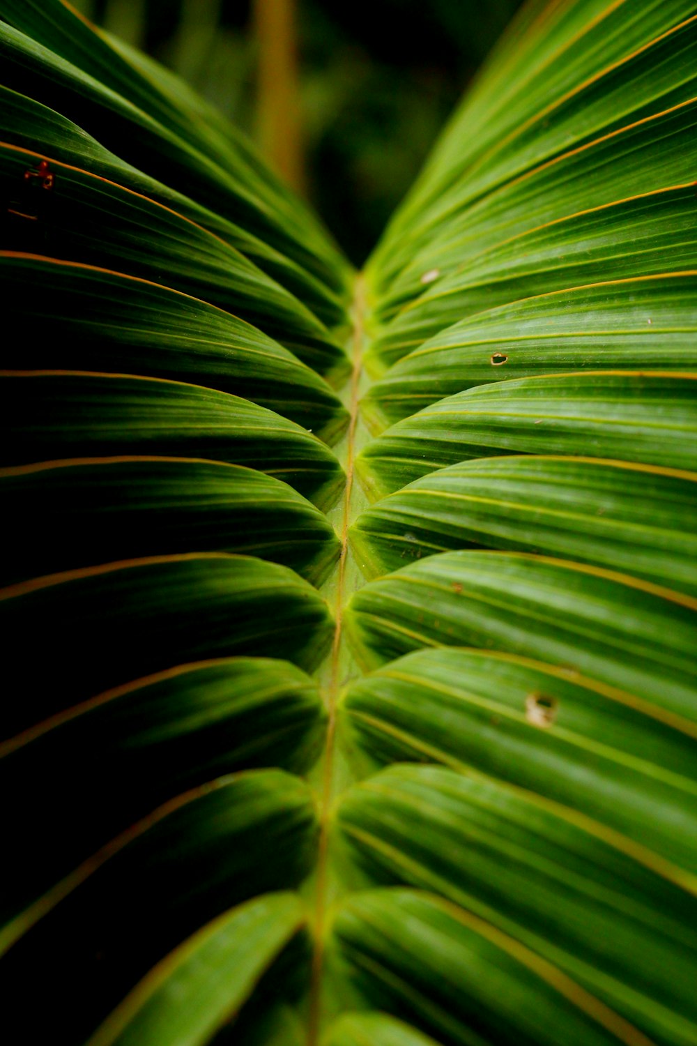 green linear leaf plant