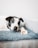 A black and white dog is lying on a soft, plush dog bed. The dog has a calm and relaxed expression and is next to a dog bone toy. The background is a simple, light-colored wall.