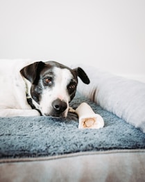 A black and white dog is lying on a soft, plush dog bed. The dog has a calm and relaxed expression and is next to a dog bone toy. The background is a simple, light-colored wall.