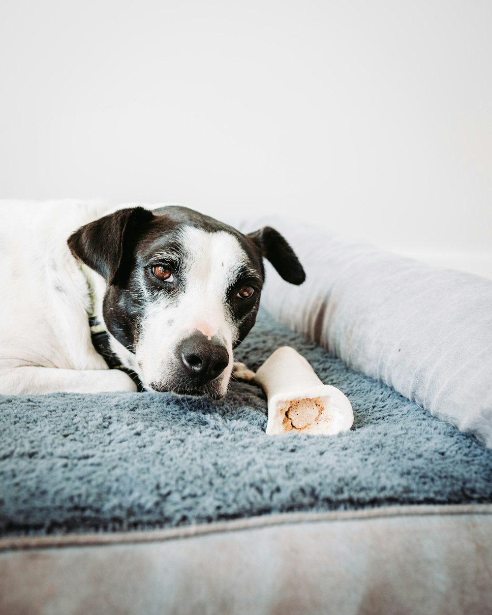 short-coated white and black dog lying on the blue textile