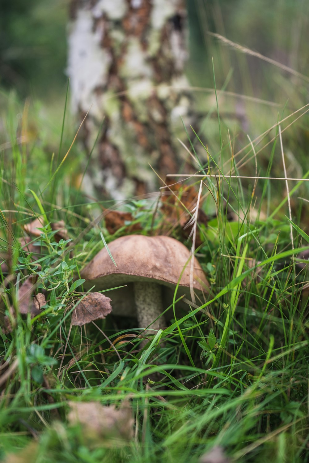 brown mushroon