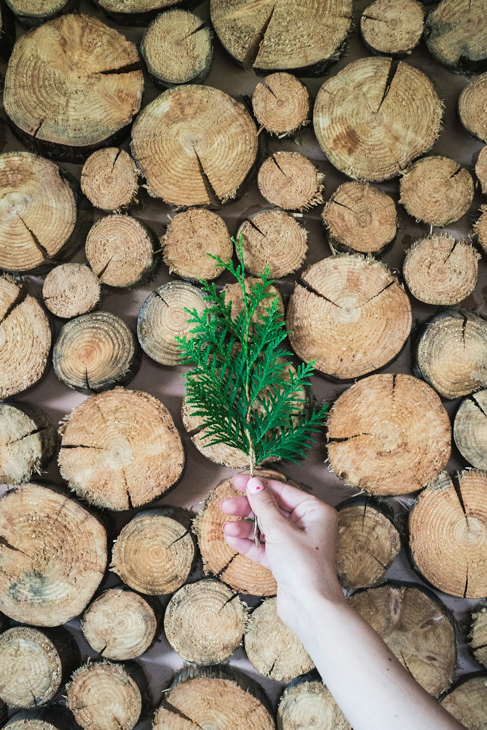 person holding green leaf