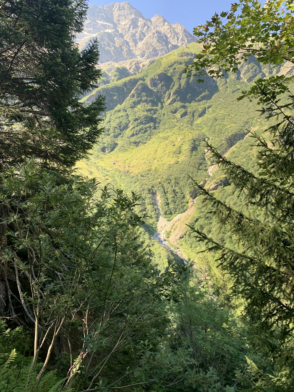 árboles verdes a través de las montañas durante el día