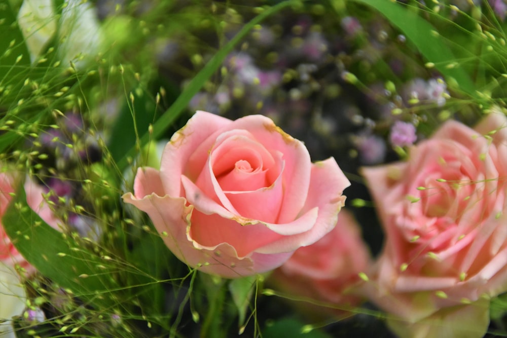 pink rose blooming