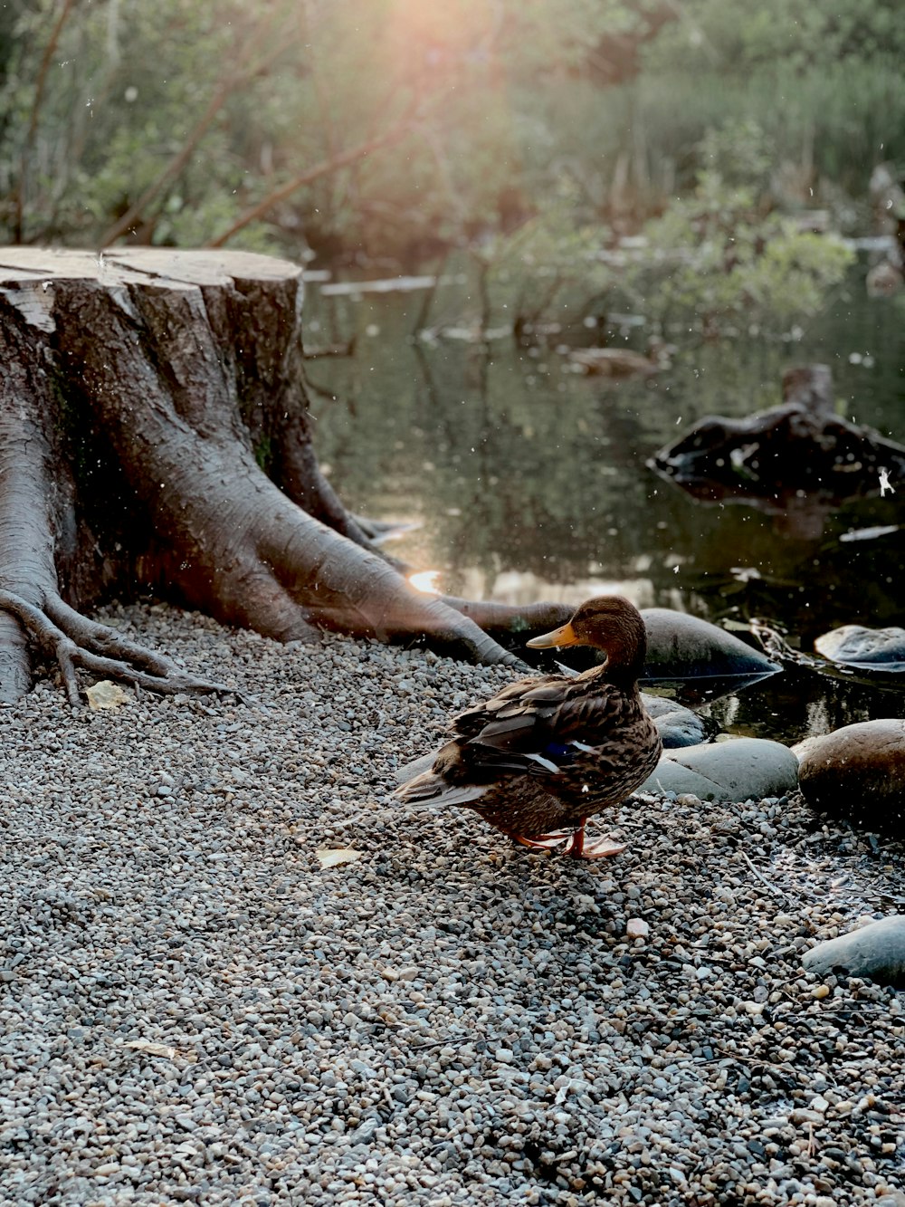 mallard duck on gravel ground near wood stomp and body of water