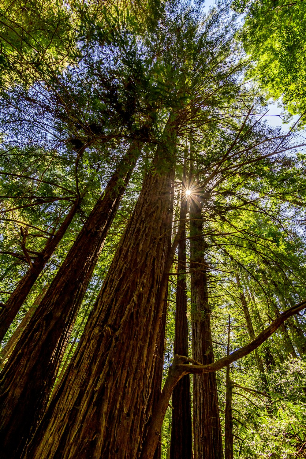 tall green and brown trees