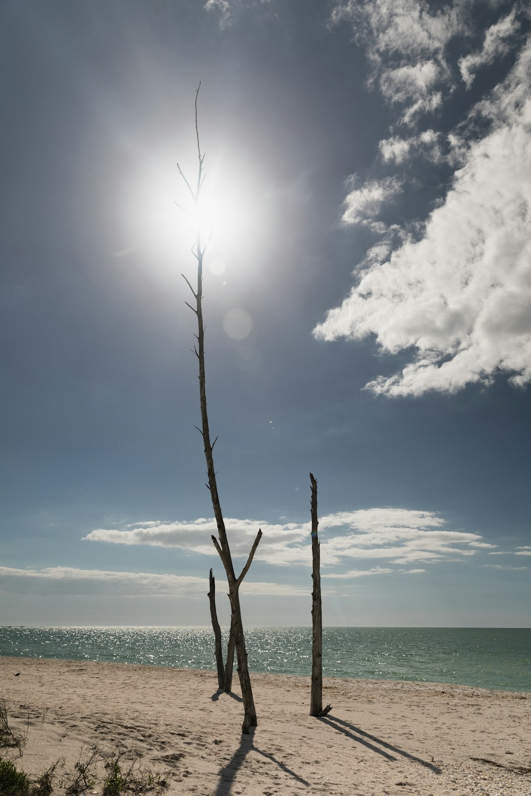 bare tree on shore during daytime