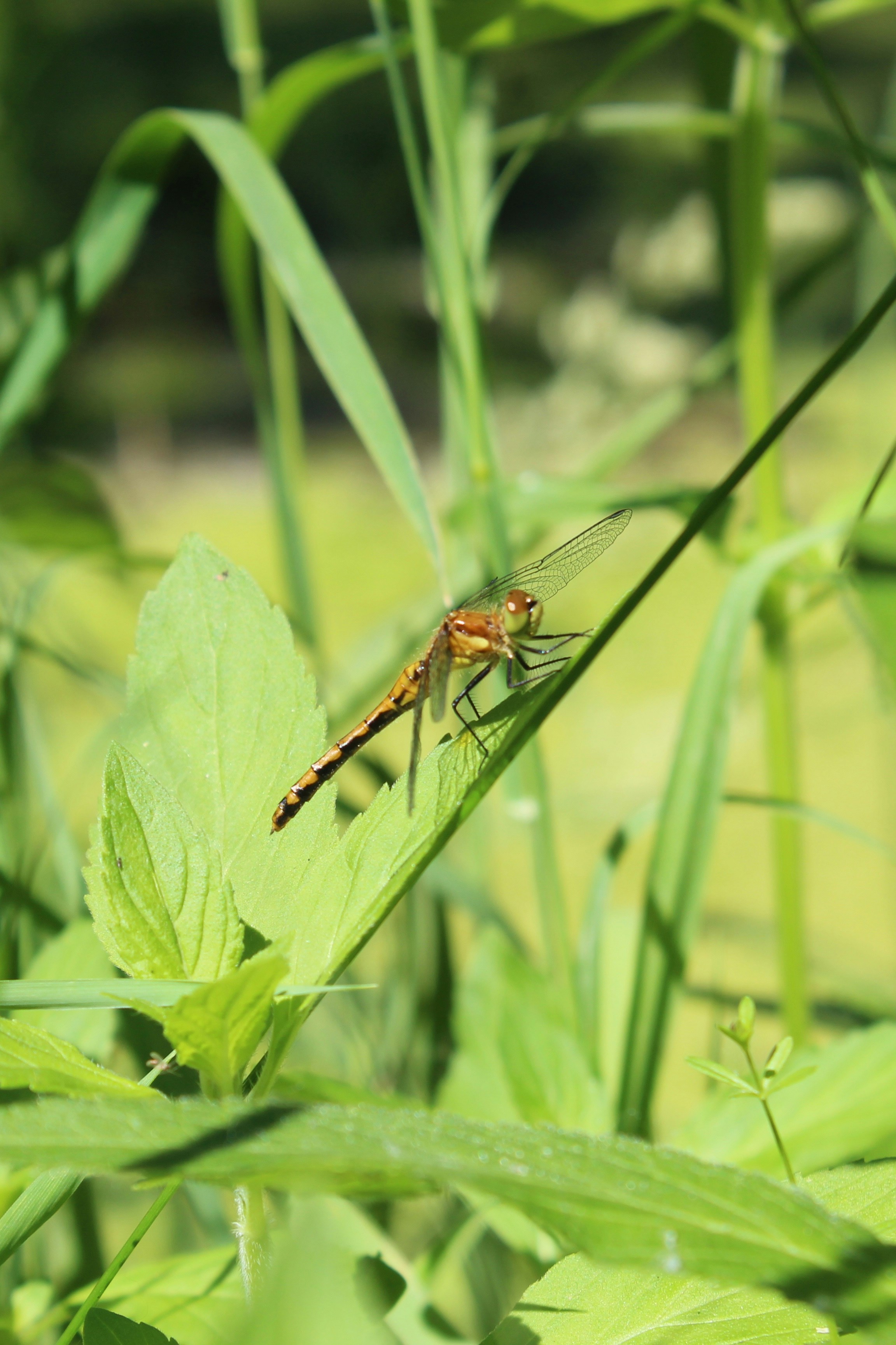 Photo by liana_the_alien