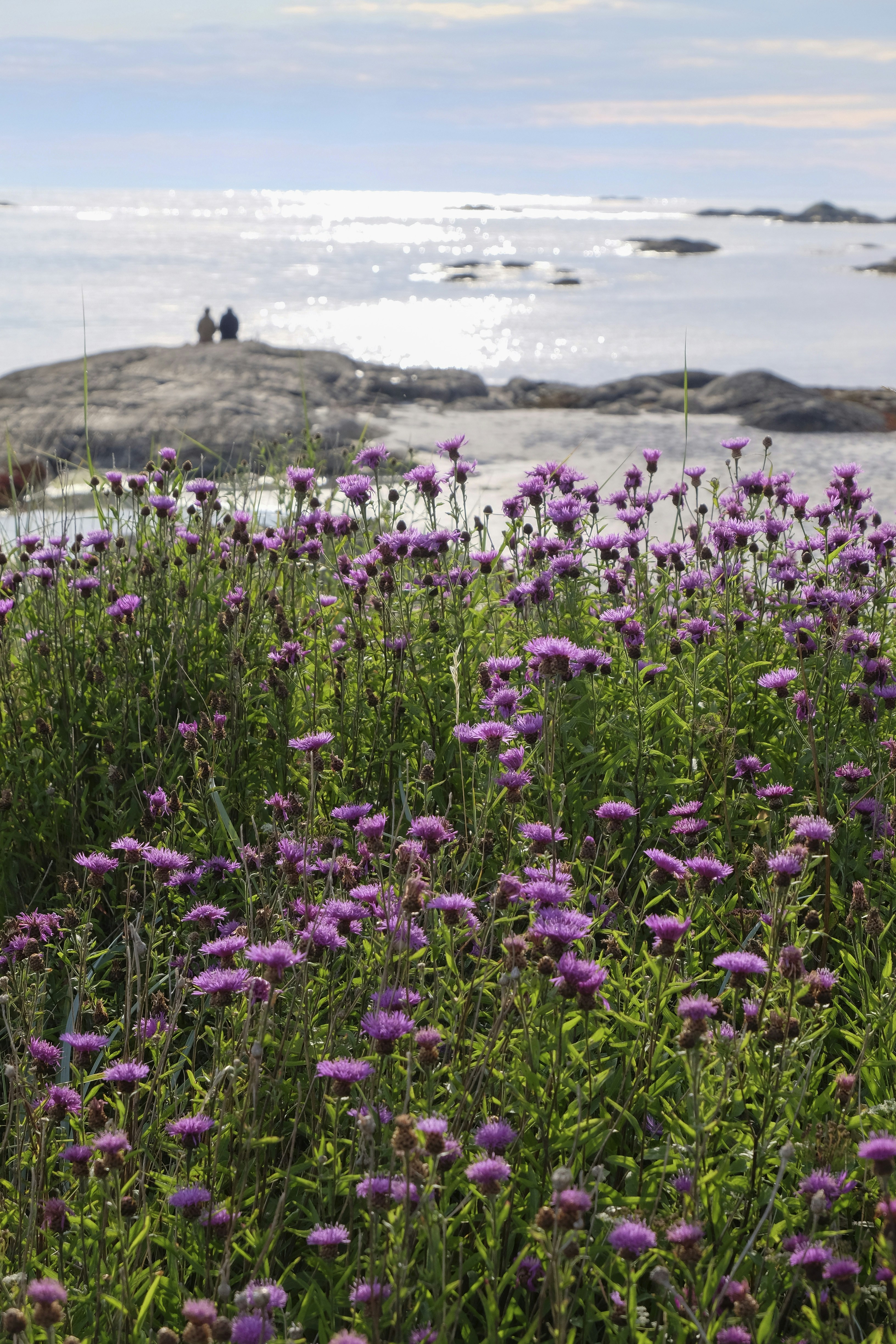 purple flowers in bloom
