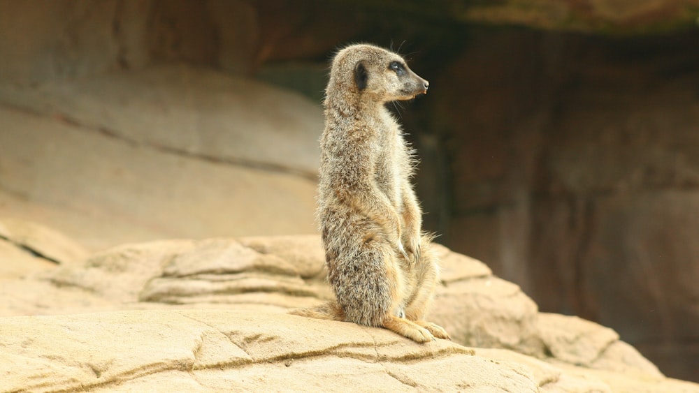 sitting meerkat