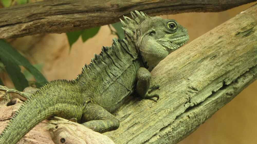 green lizard on tree branch