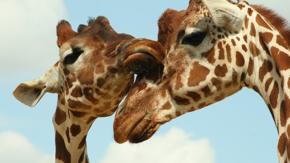 2 giraffes heads photo