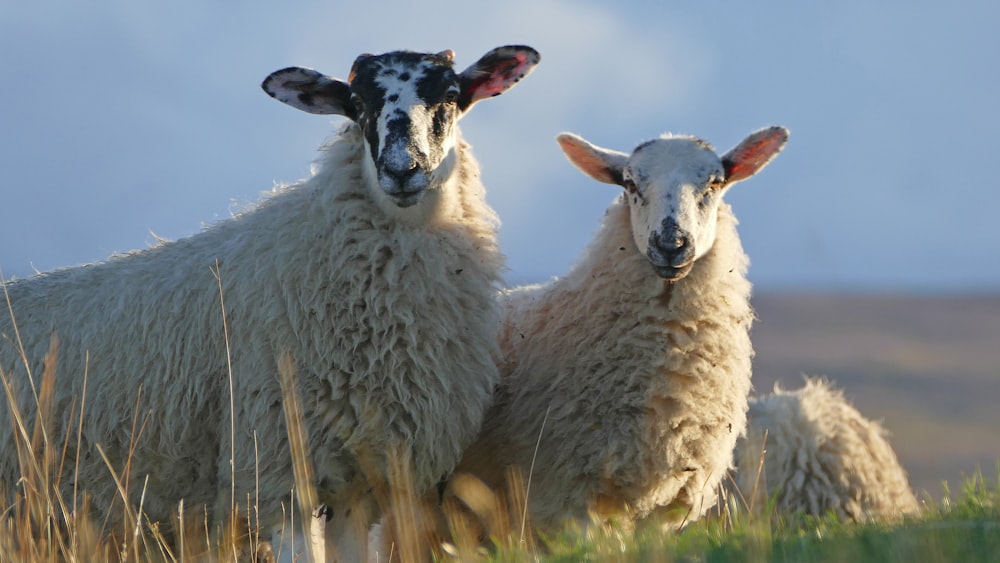 three white sheeps