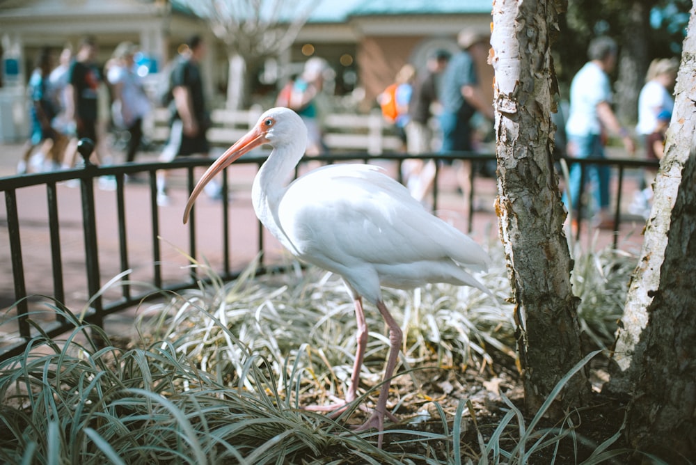 white pelican on grass