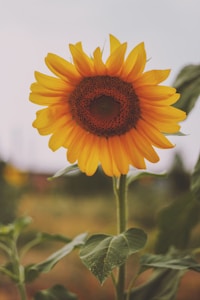 Neon Sunflower