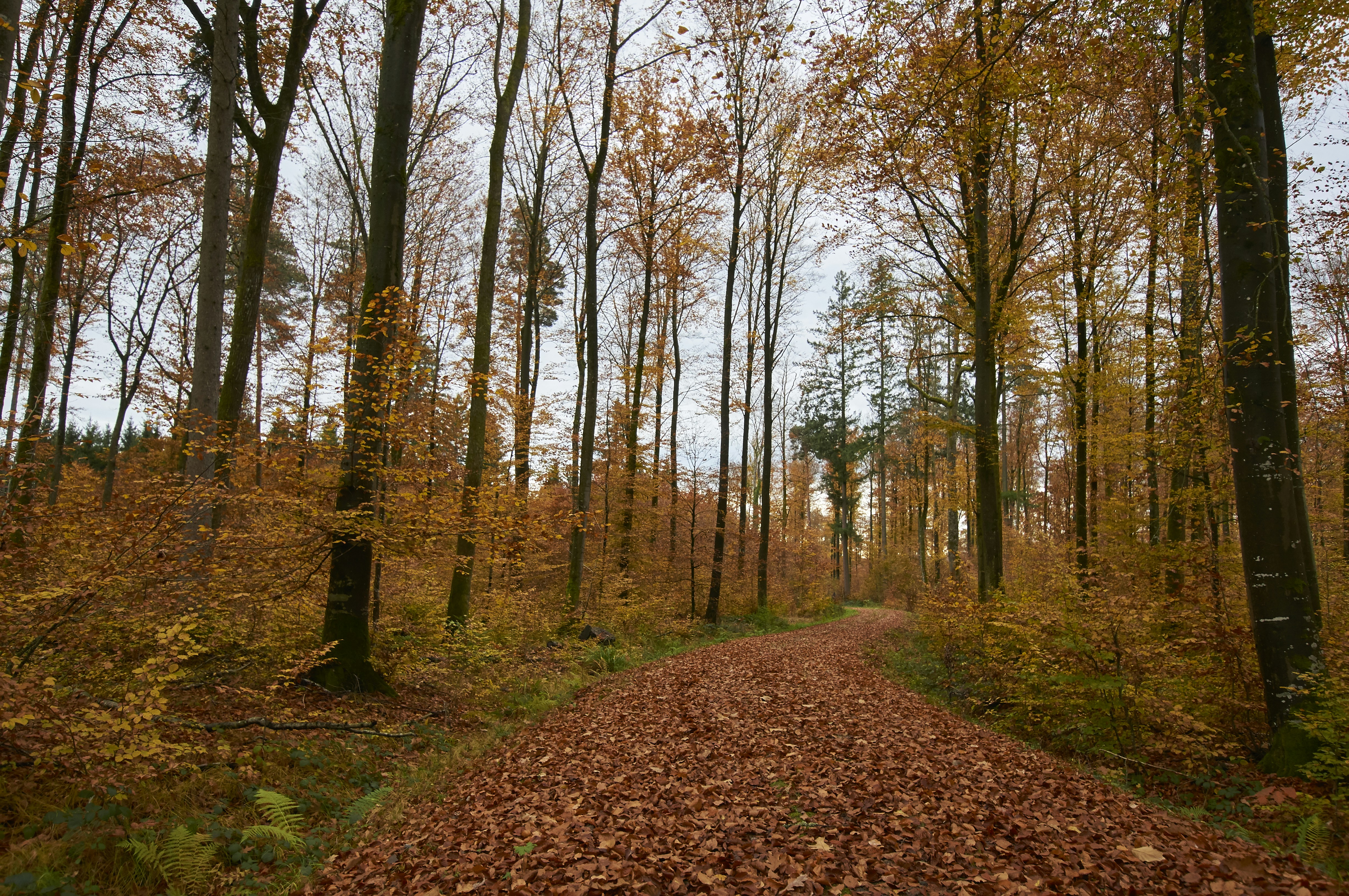 Photo by wolfgang_hasselmann