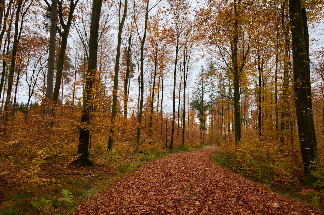 Forest photo spot Unnamed Road Freiburg